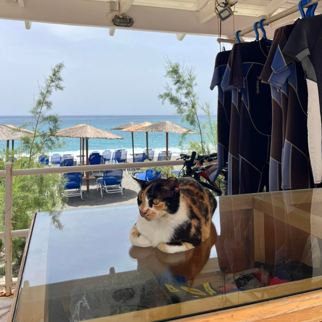 Keresd a “hibát” a képen 😅 #macska #macskagram #cica #cat #crete #kréta #görög #görögország